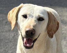 CHICA, Hund, Labrador-Mix in Kroatien - Bild 9