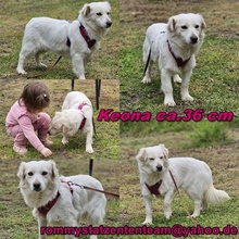 KEONA, Hund, Mischlingshund in Ungarn