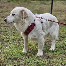 KEONA, Hund, Mischlingshund in Ungarn - Bild 2