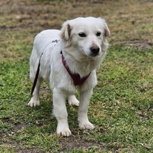 KEONA, Hund, Mischlingshund in Ungarn - Bild 3
