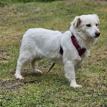 KEONA, Hund, Mischlingshund in Ungarn - Bild 4