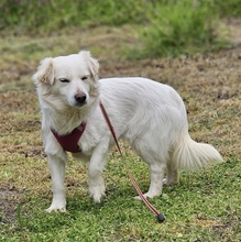 KEONA, Hund, Mischlingshund in Ungarn - Bild 5