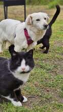 KEONA, Hund, Mischlingshund in Ungarn - Bild 7