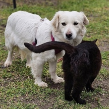 KEONA, Hund, Mischlingshund in Ungarn - Bild 8
