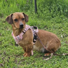 LIESELOTTE, Hund, Dackel-Mix in Ungarn