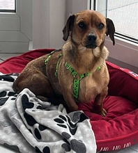 LIESELOTTE, Hund, Dackel-Mix in Singen - Bild 1