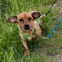 LIESELOTTE, Hund, Dackel-Mix in Singen - Bild 2