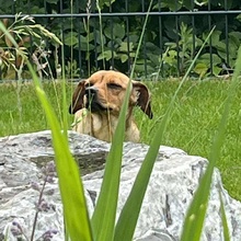 LIESELOTTE, Hund, Dackel-Mix in Singen - Bild 3