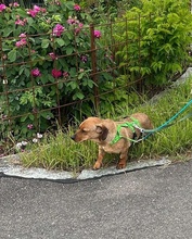 LIESELOTTE, Hund, Dackel-Mix in Singen - Bild 4