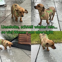 LIESELOTTE, Hund, Dackel-Mix in Singen - Bild 6