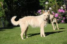 LUNA, Hund, Schnauzer-Mix in Wuppertal - Bild 10