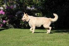 LUNA, Hund, Schnauzer-Mix in Wuppertal - Bild 11