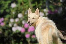 LUNA, Hund, Schnauzer-Mix in Wuppertal - Bild 2