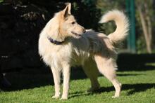 LUNA, Hund, Schnauzer-Mix in Wuppertal - Bild 3