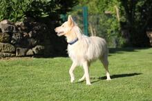 LUNA, Hund, Schnauzer-Mix in Wuppertal - Bild 4
