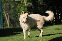 LUNA, Hund, Schnauzer-Mix in Wuppertal - Bild 5