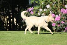 LUNA, Hund, Schnauzer-Mix in Wuppertal - Bild 6
