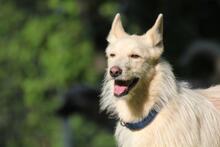 LUNA, Hund, Schnauzer-Mix in Wuppertal - Bild 8