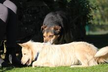 LUNA, Hund, Schnauzer-Mix in Wuppertal - Bild 9