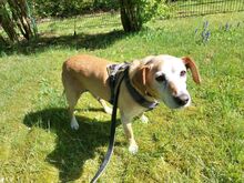 MISI, Hund, Beagle-Mix in Zella-Mehlis - Bild 1
