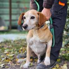 MISI, Hund, Beagle-Mix in Zella-Mehlis - Bild 3