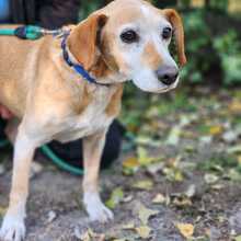 MISI, Hund, Beagle-Mix in Zella-Mehlis - Bild 4