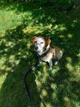 MISI, Hund, Beagle-Mix in Zella-Mehlis - Bild 5