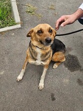 ROMINA, Hund, Mischlingshund in Rumänien - Bild 1