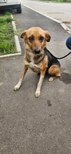 ROMINA, Hund, Mischlingshund in Rumänien - Bild 2