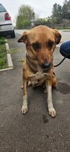 ROMINA, Hund, Mischlingshund in Rumänien - Bild 3