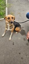 ROMINA, Hund, Mischlingshund in Rumänien - Bild 5