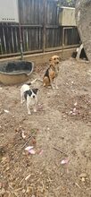 ROMINA, Hund, Mischlingshund in Rumänien - Bild 6