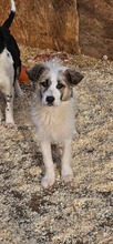 RUBY, Hund, Mischlingshund in Rumänien - Bild 1