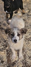 RUBY, Hund, Mischlingshund in Rumänien - Bild 2