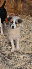 RUBY, Hund, Mischlingshund in Rumänien - Bild 3