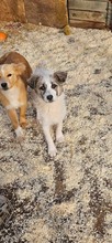 RUBY, Hund, Mischlingshund in Rumänien - Bild 4