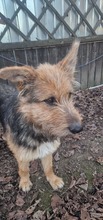 SANDY, Hund, Mischlingshund in Rumänien - Bild 1