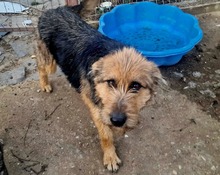 SANDY, Hund, Mischlingshund in Rumänien - Bild 2