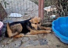 SANDY, Hund, Mischlingshund in Rumänien - Bild 3