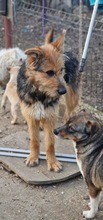SANDY, Hund, Mischlingshund in Rumänien - Bild 4