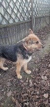 SANDY, Hund, Mischlingshund in Rumänien - Bild 5