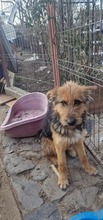 SANDY, Hund, Mischlingshund in Rumänien - Bild 6