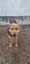 SANDY, Hund, Mischlingshund in Rumänien - Bild 7