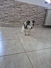 FRIEDERIKE, Hund, Welsh Corgi Cardigan-Mix in Berlin - Bild 10