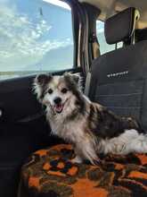 FRIEDERIKE, Hund, Welsh Corgi Cardigan-Mix in Berlin - Bild 2