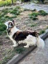 FRIEDERIKE, Hund, Welsh Corgi Cardigan-Mix in Berlin - Bild 3
