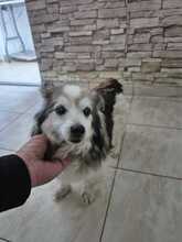 FRIEDERIKE, Hund, Welsh Corgi Cardigan-Mix in Berlin - Bild 4