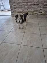 FRIEDERIKE, Hund, Welsh Corgi Cardigan-Mix in Berlin - Bild 5
