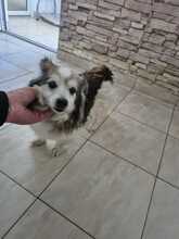 FRIEDERIKE, Hund, Welsh Corgi Cardigan-Mix in Berlin - Bild 6