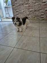 FRIEDERIKE, Hund, Welsh Corgi Cardigan-Mix in Berlin - Bild 7